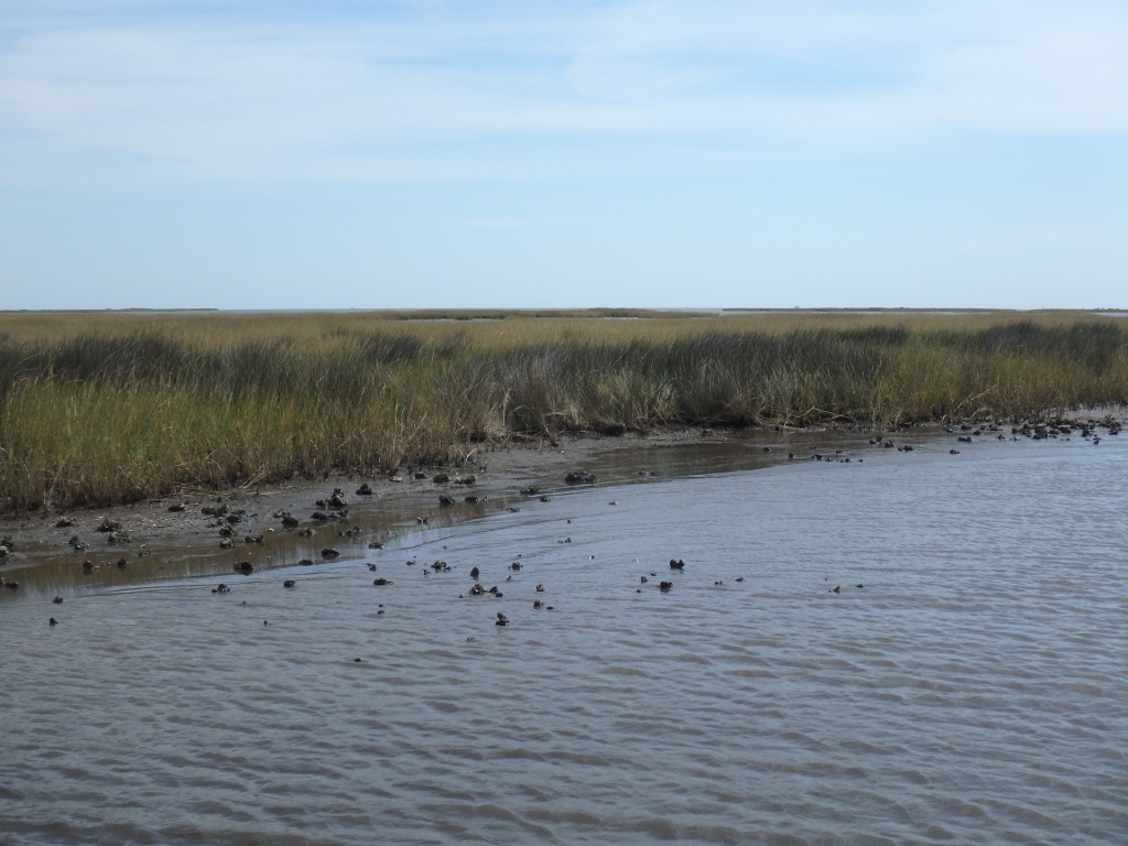 Oyster habitat