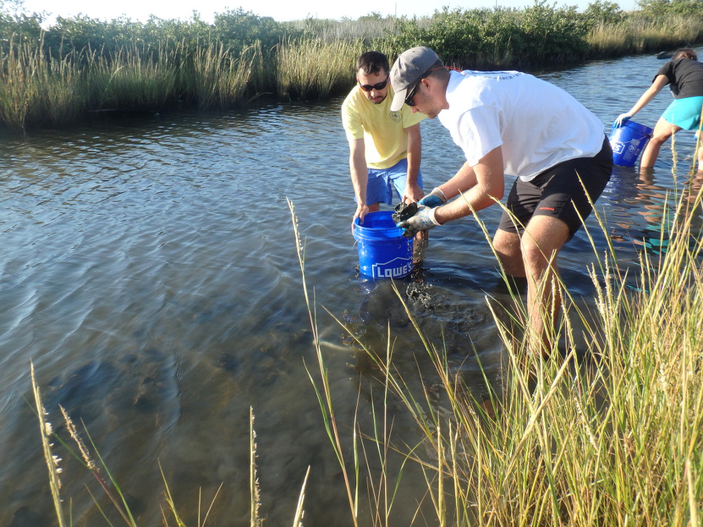 Sampling for oysters