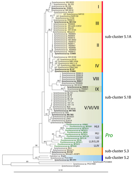 Phylogenetic tree