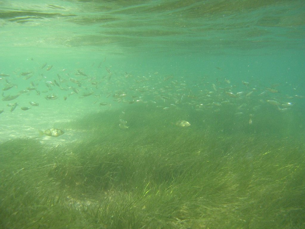 seagrass habitat