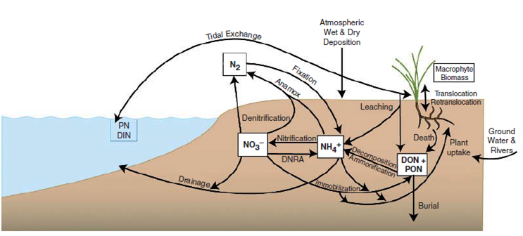 Nitrogen Cycle