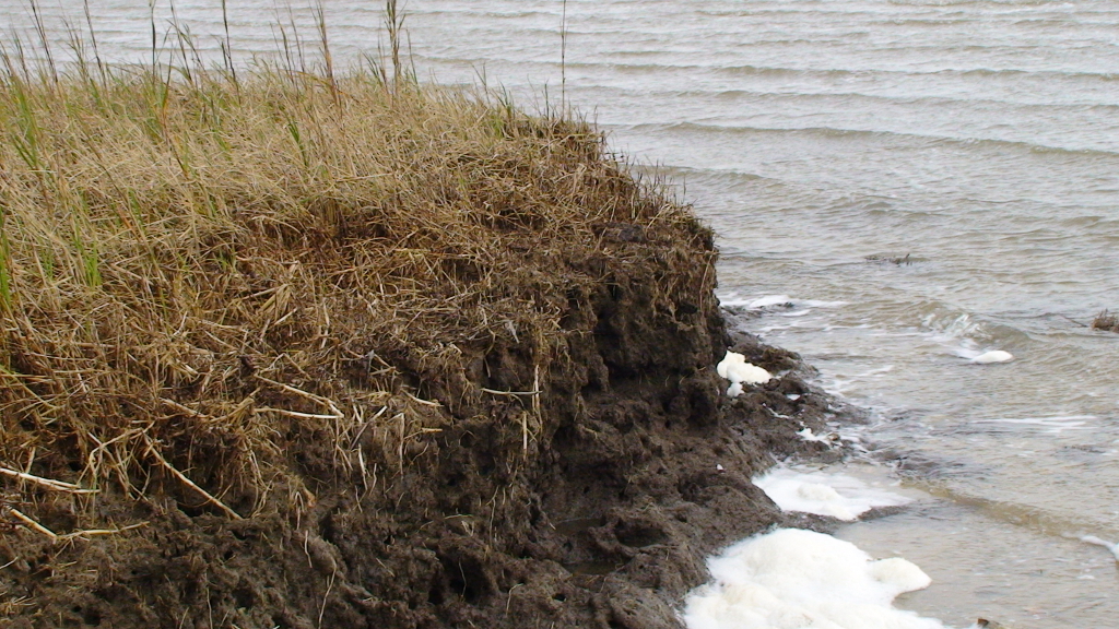 eroding salt marsh