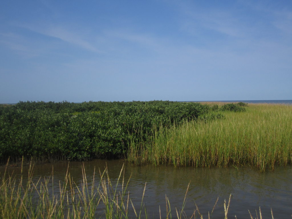 marsh and mangrove