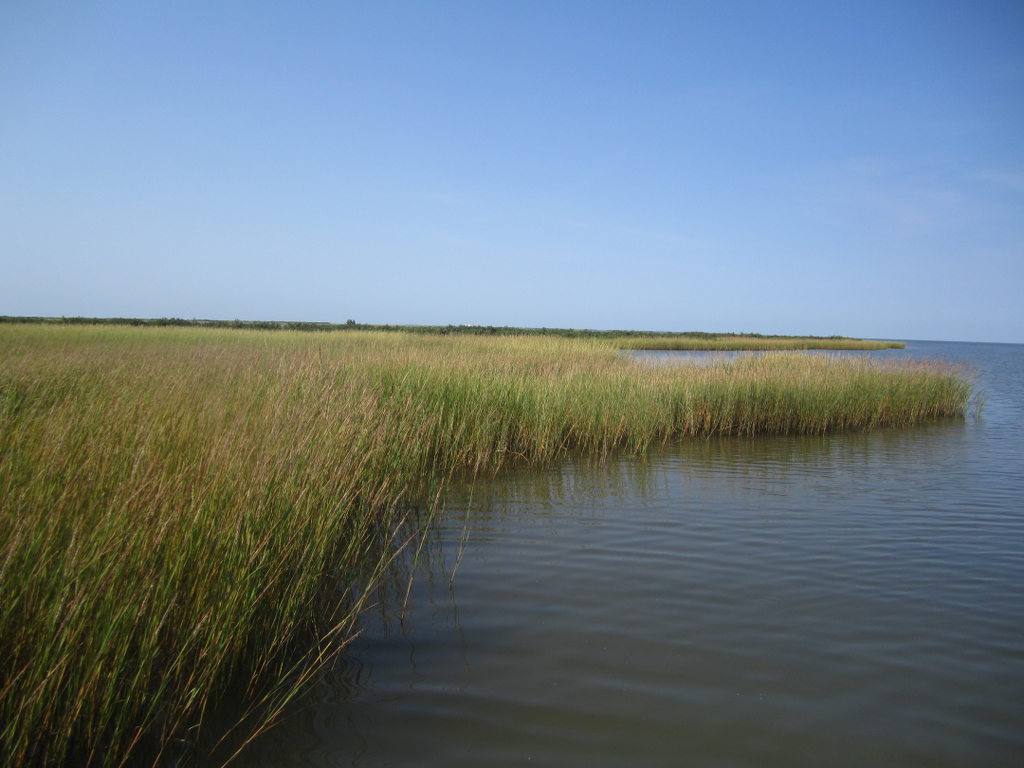 coastal salt marsh