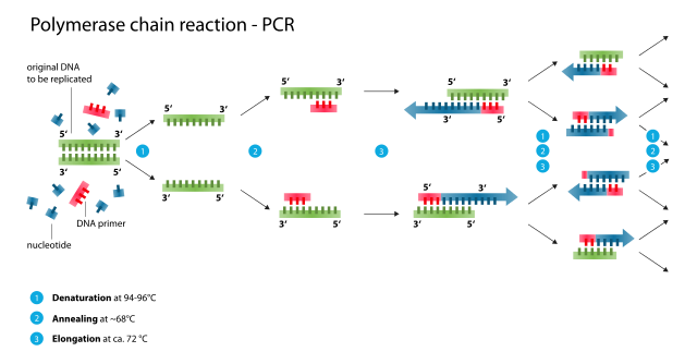 PCR reaction