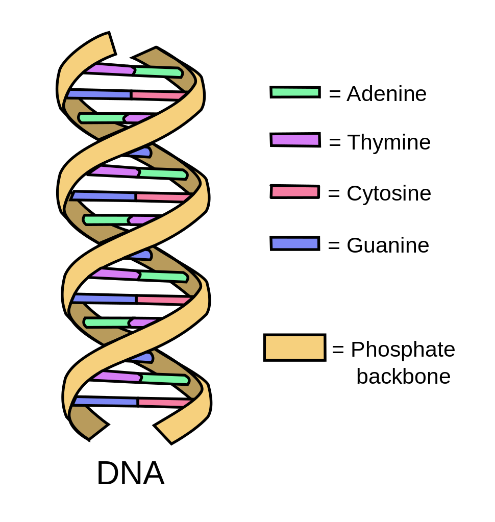 gene dna sequence