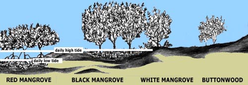 Mangrove Zonation