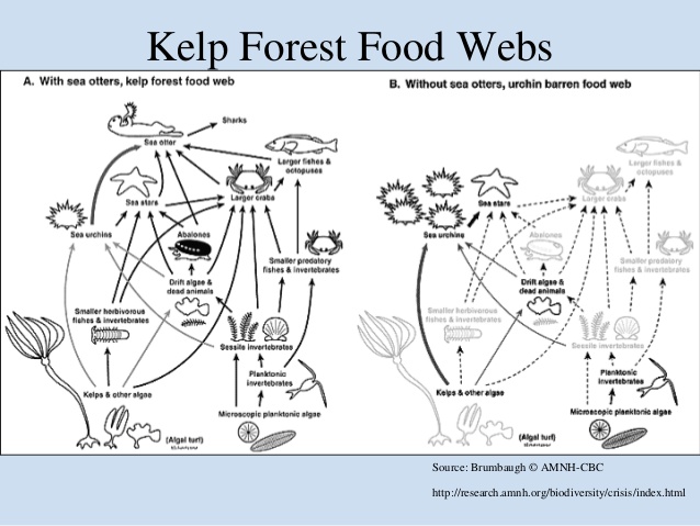 Kelp Forest Ecosystem Diagram