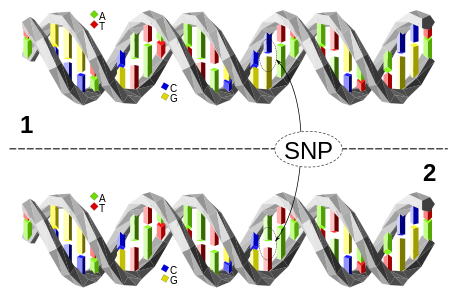 DNA SNP analysis
