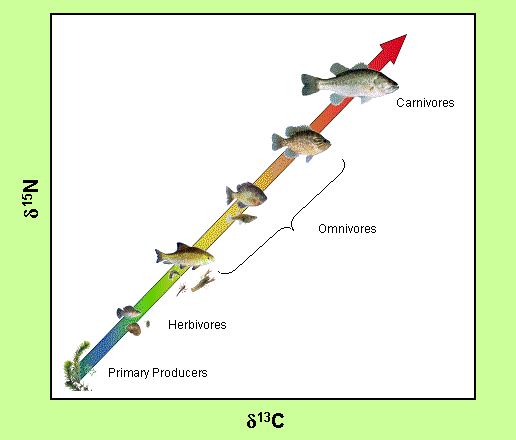 stable isotope graph food chain