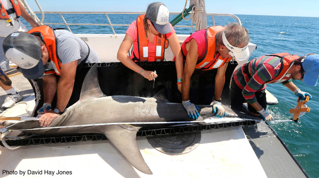 Collecting shark tissues