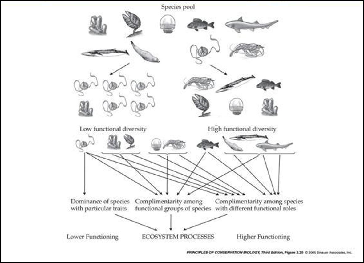 functional diversity