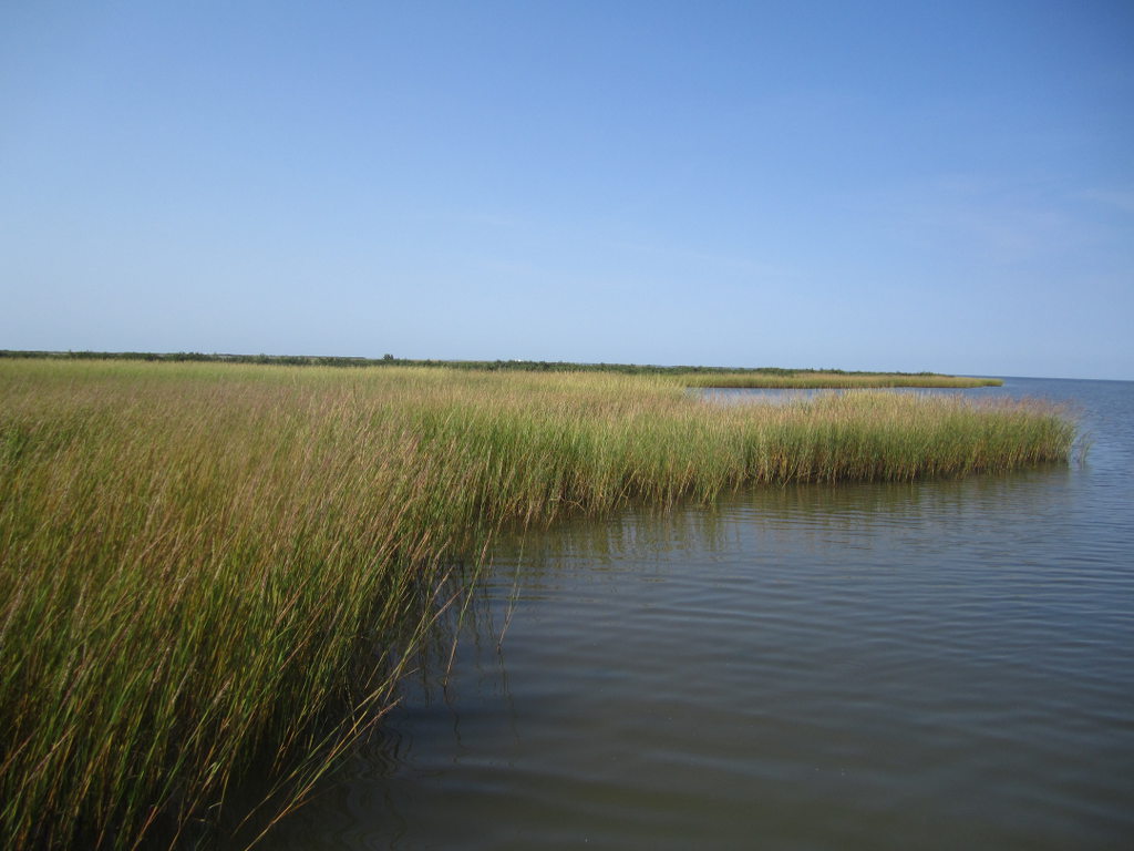 Spartina marsh in Chandeleur Islands