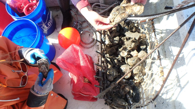 Oyster sampling with Dredge